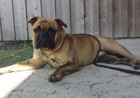 Sunniebull's Angus