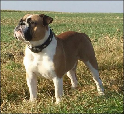 Sunniebull's Cooper Sherlock