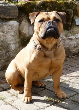 Sunniebull's Bella