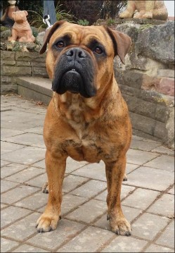 Sunniebull's Cara